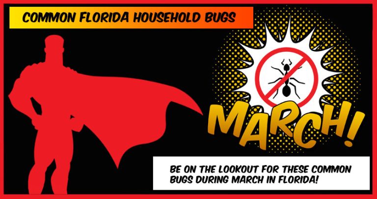 Common Florida Household Bugs to lookout for in March | PestMax Blog
