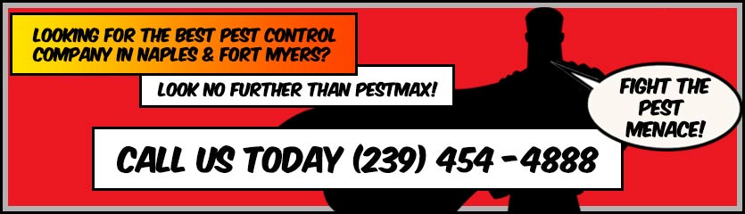 Call PestMax to stop Common Household Bugs in Florida