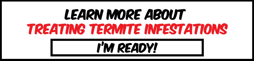 learning-more-about-treating-termite-infestations