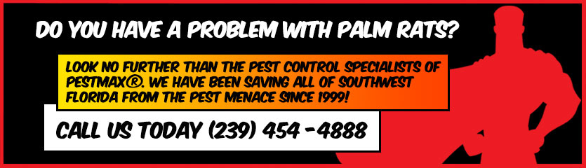 Palm Rat Control in Naples, Florida -  Click here to contact PestMax Naples Pest Control