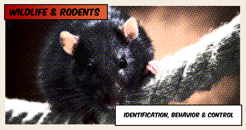 Rodent Identification, Behavior & Control