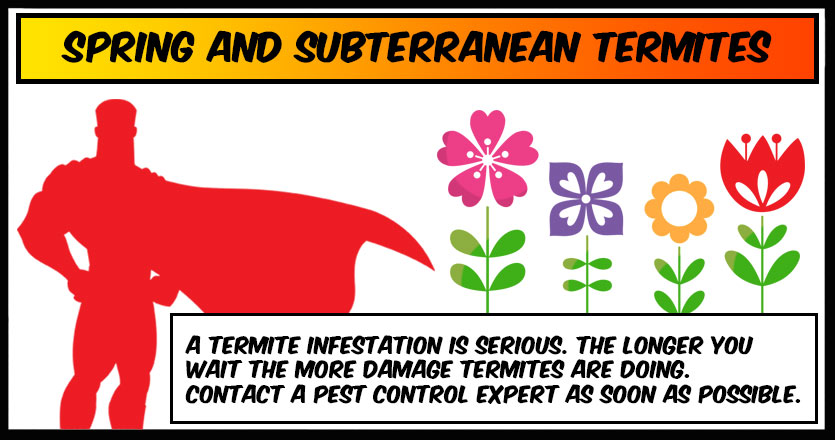 Spring and Subterranean Termites in Florida | PestMax® Pest Control