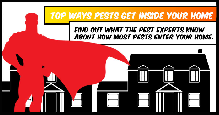 Top Ways Pests Enter Your Home | PestMax Pest Control Blog
